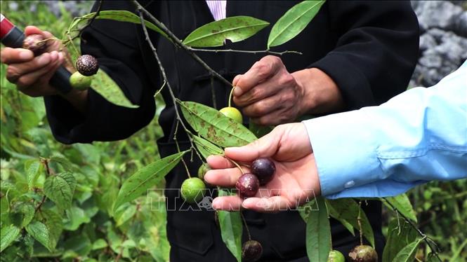 Quả hồng châu khi chín có màu tím trông bắt mắt nên nhiều trẻ em ở vùng sâu, vùng xa không biết là quả độc thường hái ăn. Ảnh: Minh Tâm-TTXVN