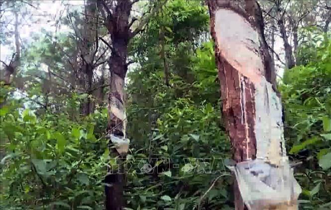 Hiện trường rừng thông ở 2 xã Vĩnh Trung, Vĩnh Thực bị khai thác nhựa trái phép. Ảnh: TTXVN phát