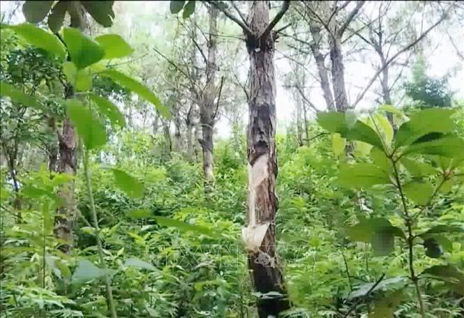 Hiện trường rừng thông ở 2 xã Vĩnh Trung, Vĩnh Thực bị khai thác nhựa trái phép. Ảnh: TTXVN phát