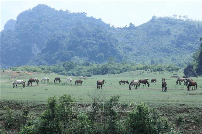 Trong ảnh: Những đàn ngựa bình yên gặm cỏ trên “bức thảm xanh” trải dài hút mắt tại Đồng Lâm. Ảnh: Anh Tuấn – TTXVN