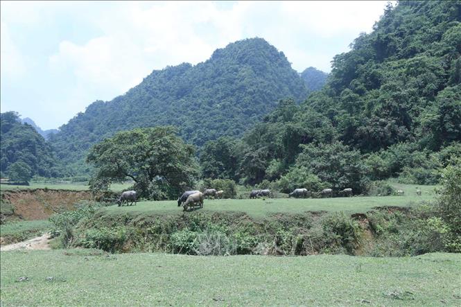 Trong ảnh: Đàn trâu đủng đỉnh gặm cỏ trên thảo nguyên xanh Đồng Lâm. Ảnh: Anh Tuấn – TTXVN