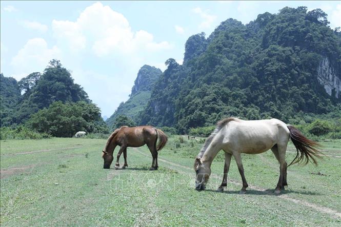 Trong ảnh: Đàn ngựa bình yên gặm cỏ trên “bức thảm xanh” trải dài hút mắt tại Đồng Lâm. Ảnh: Anh Tuấn – TTXVN