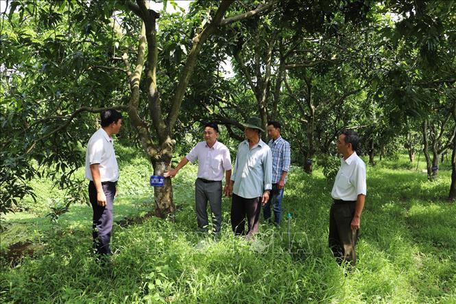 Tiền Giang xây dựng vườn xoài cát Hòa Lộc đầu dòng - Ảnh thời sự