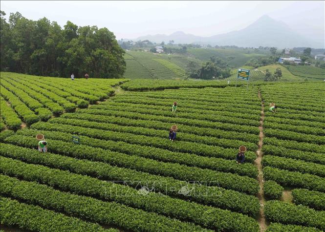 Thu hái chè tại Hợp tác xã chè La Bằng, huyện Đại Từ - mô hình phát triển kinh tế theo tiêu chí NTM. Huyện Đại Từ phấn đấu về đích NTM năm 2023. Ảnh: Vũ Sinh - TTXVN
