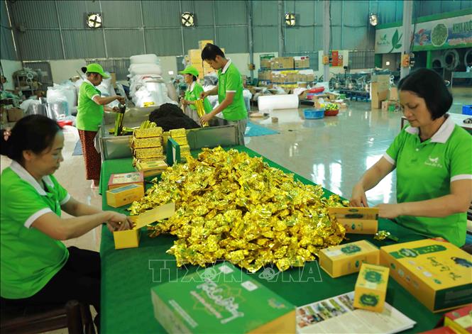 Chế biến chè ở Hợp tác xã chè La Bằng, huyện Đại Từ. Huyện Đại Từ phấn đấu về đích NTM năm 2023. Ảnh: Vũ Sinh - TTXVN