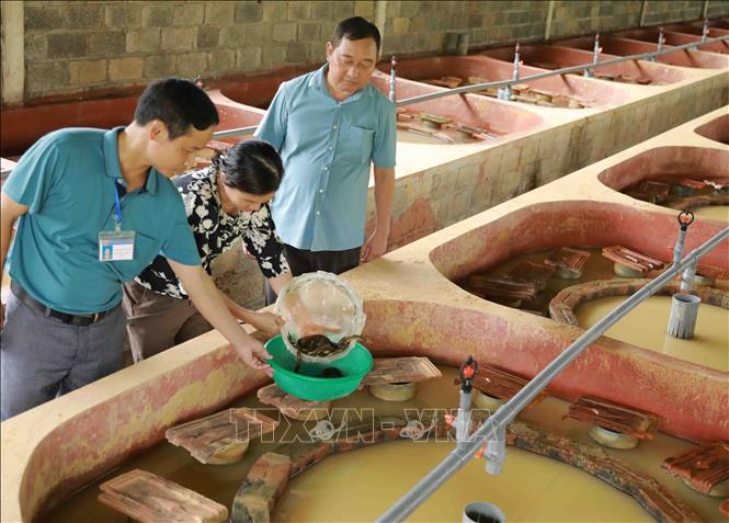 Hợp tác xã chăn nuôi Tân Phú, thôn Tân Khanh, huyện Phú Bình là mô hình chăn nuôi tổng hợp, phát triển kinh tế theo tiêu chí NTM. Huyện Phú Bình đạt chuẩn NTM năm 2022. Ảnh: Vũ Sinh - TTXVN