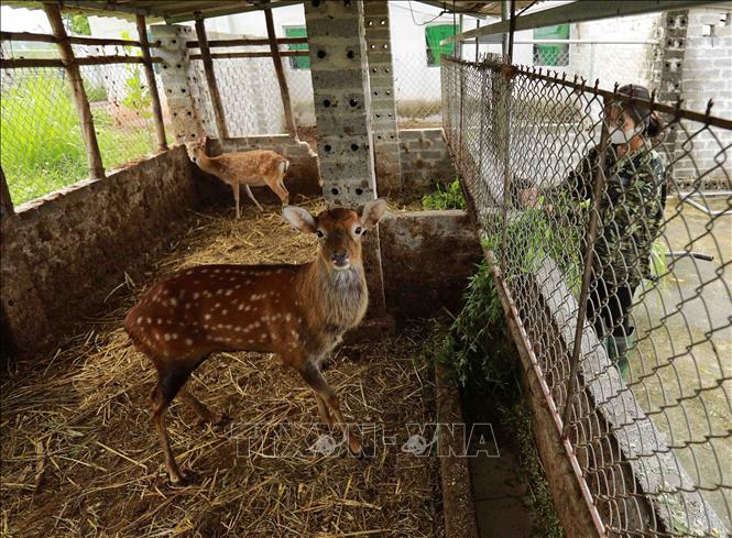 Hợp tác xã chăn nuôi Trọng Hùng, thôn Tân Hoà, huyện Phú Bình là mô hình chăn nuôi tổng hợp, phát triển kinh tế theo tiêu chí NTM. Huyện Phú Bình đạt chuẩn NTM năm 2022. Ảnh: Vũ Sinh - TTXVN