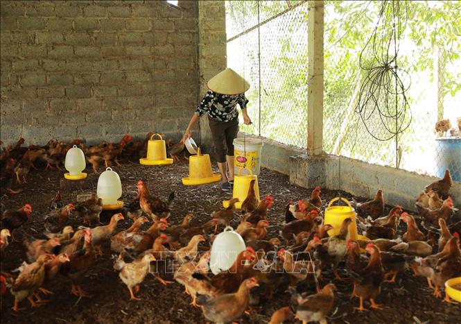 Hợp tác xã chăn nuôi Tân Phú, thôn Tân Khanh, huyện Phú Bình là mô hình chăn nuôi tổng hợp, phát triển kinh tế theo tiêu chí NTM. Huyện Phú Bình đạt chuẩn NTM năm 2022. Ảnh: Vũ Sinh - TTXVN