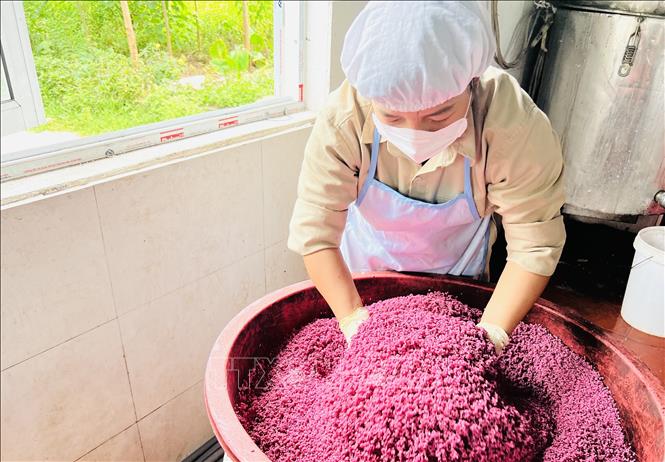 Trong ảnh: Nguyên liệu chính tạo ra bún khô là gạo Đoàn kết hoặc gạo Bao thai lùn. Ảnh: Chu Hiệu-TTXVN