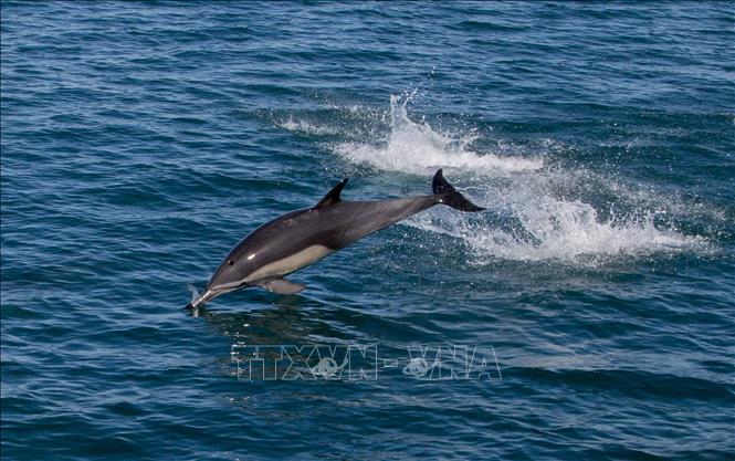Cá heo tại Biển Cortes, bang Baja California, Mexico. Ảnh: AFP/TTXVN