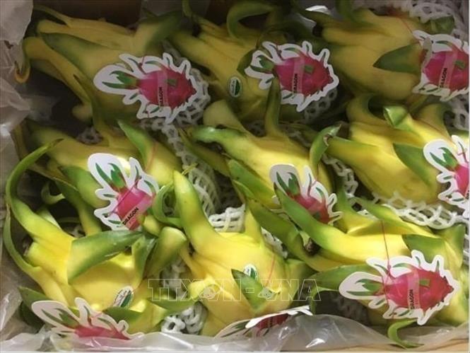 Vietnam’s dragon fruit at a super market in Melbourne, Australia. VNA Photo