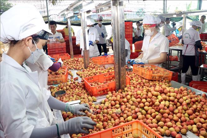 Preparing lychee for exports at Ameii Vietnam Joint Stock Company in the northern province of Hai Duong. VNA Photo
