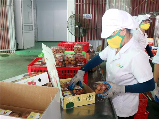 Preparing lychee for exports at Ameii Vietnam Joint Stock Company in the northern province of Hai Duong. VNA Photo