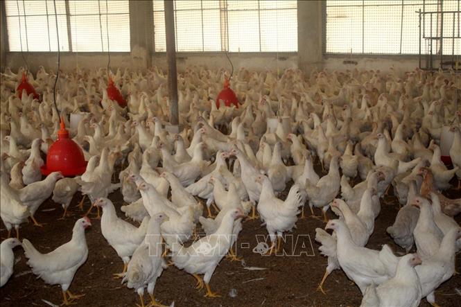 Thanh Hoá Thu nhập tiền tỷ nhờ mô hình chăn nuôi gà đẻ trứng an toàn  Ảnh  thời sự trong nước  Kinh tế  Thông tấn xã Việt Nam TTXVN