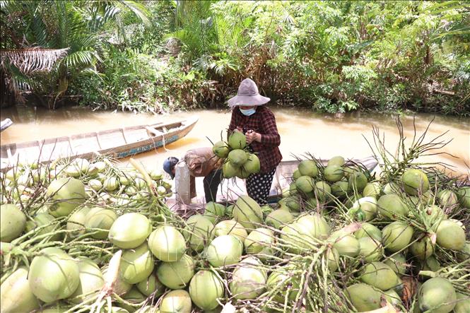 Harvesting coconut in the southern province of Ben Tre. VNA Photo: Huỳnh Phúc Hậu
