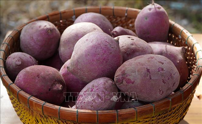 Trong ảnh: Khoai lang Châu Thành trưng bày trong Ngày hội. Ảnh: Nhựt An - TTXVN