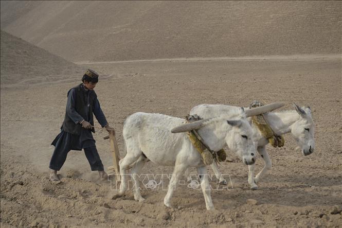 Nông dân cày ruộng trên vùng đất khô cằn ở tỉnh Badghis, Afghanistan. Ảnh: AFP/TTXVN