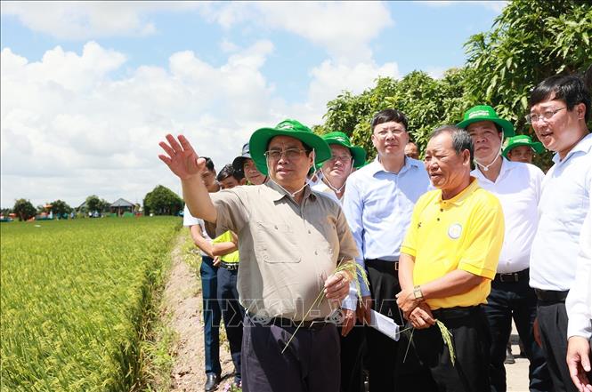 Thủ tướng Phạm Minh Chính khảo sát mô hình nông nghiệp công nghệ cao, sản xuất lúa của hợp tác xã dịch vụ nông nghiệp Thắng Lợi. Ảnh: Dương Giang-TTXVN

