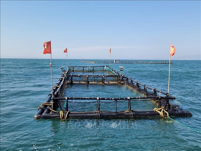 Trong ảnh: Mô hình ứng dụng công nghệ lồng nhựa HDPE nuôi mực trên biển cho hiệu quả kinh tế cao. Ảnh: Nguyễn Thành – TTXVN