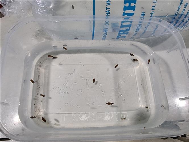 Trong ảnh: Mực non được nuôi thành con giống sau đó đưa ra lồng nuôi trên biển. Ảnh: Nguyễn Thành – TTXVN