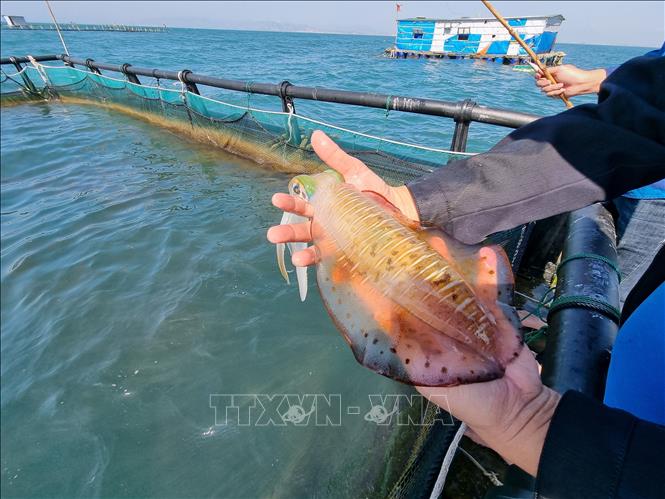 Trong ảnh: Mực nuôi tại tại lồng bè ở khu vực biển xã Thanh Hải (Ninh Hải, Ninh Thuận). Ảnh: Nguyễn Thành – TTXVN
