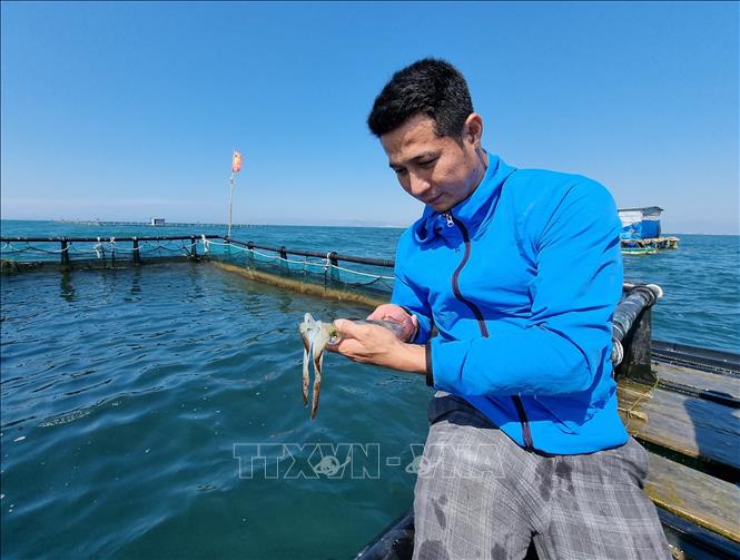 Trong ảnh: Anh Nguyễn Bá Ngọc kiểm tra mực nuôi tại lồng bè ở khu vực biển xã Thanh Hải (Ninh Hải, Ninh Thuận). Ảnh: Nguyễn Thành – TTXVN