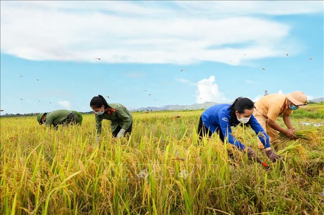 Cán bộ, chiến sĩ công an huyện Hương Sơn (Hà Tĩnh) giúp dân gặt lúa Hè thu. Ảnh: Dương Quân - TTXVN