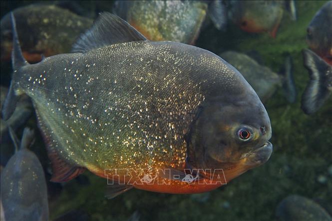 Cá piranha tại Vườn thú Beauval ở Saint-Aignan-sur-Cher, Pháp. Ảnh: AFP/TTXVN