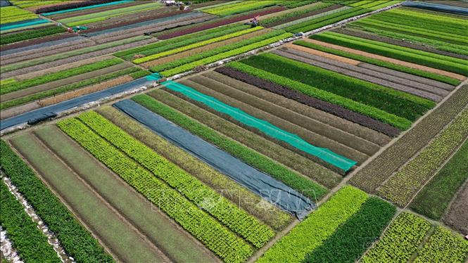 Mô hình sản xuất rau an toàn theo tiêu chuẩn VietGAP tại huyện Quảng Điền, Thừa Thiên-Huế. Ảnh: Hồ Cầu-TTXVN