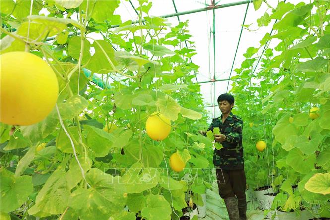 Hộ nông dân ở thôn Thái Hoa, xã Bình Định, huyện Kiến Xương được Hội nông dân tỉnh Thái Bình tập huấn chuyển giao kỹ thuật và hỗ trợ vay vốn trồng dưa trong nhà màng, đến nay phát huy hiệu quả cao. Ảnh: Vũ Sinh - TTXVN