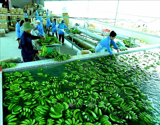 Sơ chế chuối xanh  quả xuất khẩu tại công ty XNK Xanh Việt (ấp Tân Lợi, xã Tân Tuyến, huyện Tri Tôn, tỉnh An Giang). Ảnh: Vũ Sinh – TTXVN