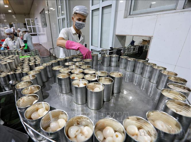 Đất nước ta đã trở thành nước đang phát triển có thu nhập trung bình; đang đẩy mạnh công nghiệp hóa, hiện đại hóa và hội nhập quốc tế. Trong ảnh: Dây chuyền đóng hộp vải thiều xuất khẩu tại Công ty CP XNK thực phẩm Toàn Cầu. Ảnh: Danh Lam - TTXVN