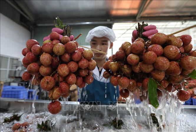 Đất nước ta đã trở thành nước đang phát triển có thu nhập trung bình; đang đẩy mạnh công nghiệp hóa, hiện đại hóa và hội nhập quốc tế. Trong ảnh: Dây chuyền sơ chế, chế biến vải thiều xuất khẩu tại Công ty CP XNK thực phẩm Toàn Cầu. Ảnh: Danh Lam - TTXVN