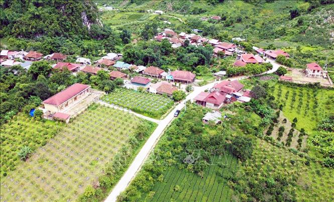 Trong ảnh: Diện tích cây trồng tại bản Quỳnh Thuận, xã Chiềng Pha, huyện Thuận Châu. Ảnh: Quang Quyết - TTXVN