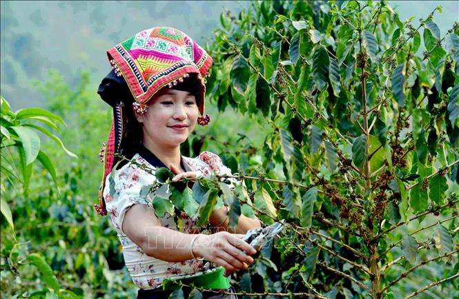Trong ảnh: Nhân dân xã Muổi Nọi, huyện Thuận Châu chăm sóc cây cà phê. Ảnh: Quang Quyết - TTXVN