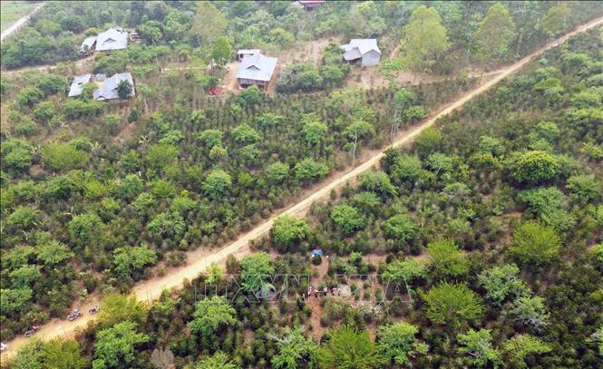 Trong ảnh: Diện tích trồng cà phê, mận tại xã Muổi Nọi, huyện Thuận Châu. Ảnh: Quang Quyết - TTXVN