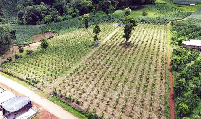 Trong ảnh: Vườn thanh long của gia đình chị Tống Thị Bích Hương, bản Hưng Nhân, xã Chiềng Pha, huyện Thuận Châu. Ảnh: Quang Quyết – TTXVN