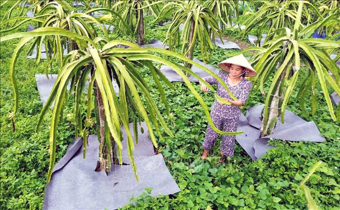 Trong ảnh: Chị Hoàng Thị Thảo, bản Quỳnh Thuận, xã Chiềng Pha, huyện Thuận Châu chăm sóc vườn thanh long của gia đình. Ảnh: Quang Quyết - TTXVN