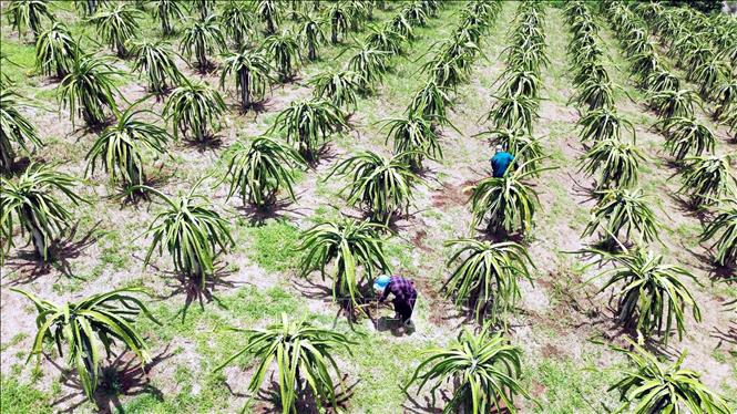 Trong ảnh: Nhờ trồng 1,7ha thanh long theo tiêu chuẩn Vietgap mà gia đình chị Tống Thị Bích Hương, bản Hưng Nhân, xã Chiềng Pha, huyện Thuận Châu thu lãi khoảng 200 triệu đồng/năm. Ảnh: Quang Quyết-TTXVN