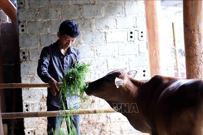 Trong ảnh: Là hộ nghèo ở bản Chiềng Ly, xã Chiềng Ly, huyện Thuận Châu, năm 2022, gia đình anh Lường Văn Dẫn được hỗ trợ bò giống để phát triển kinh tế gia đình. Ảnh: Quang Quyết- TTXVN