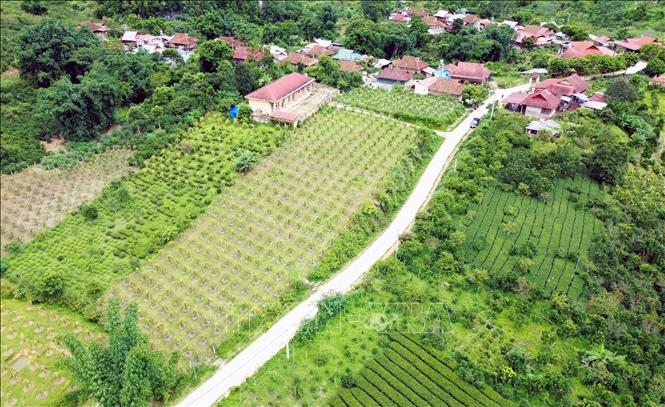 Trong ảnh: Diện tích cây trồng tại bản Quỳnh Thuận, xã Chiềng Pha, huyện Thuận Châu. Ảnh: Quang Quyết - TTXVN