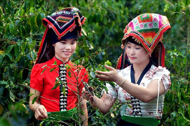 Trong ảnh: Nông dân xã Muổi Nọi, huyện Thuận Châu chia sẻ cách chăm sóc cây cà phê. Ảnh: Quang Quyết - TTXVN