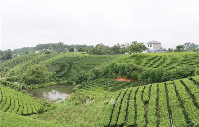 Đồi chè xóm Cầu Đá, xã Hoàng Nông (Thái Nguyên) đang trở thành điểm tham quan hấp dẫn của du khách. Ảnh: Hoàng Nguyên - TTXVN