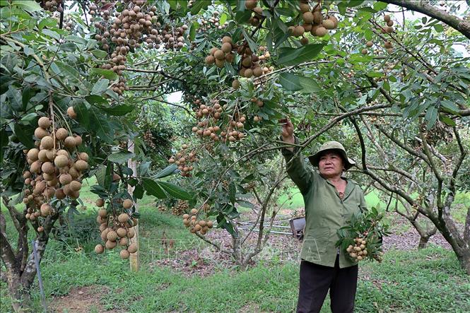 Thu hoạch nhãn tại xã Sơn Thủy, huyện Kim Bôi (Hòa Bình). Ảnh: Thanh Hải - TTXVN 