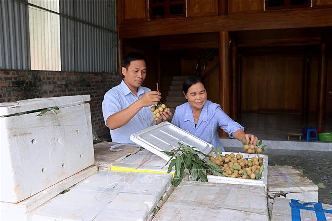 Cán bộ Hợp tác xã dịch vụ nông nghiệp Sơn Thủy kiểm tra chất lượng quả nhãn trước khi xuất bán cho thương lái. Ảnh: Thanh Hải - TTXVN 