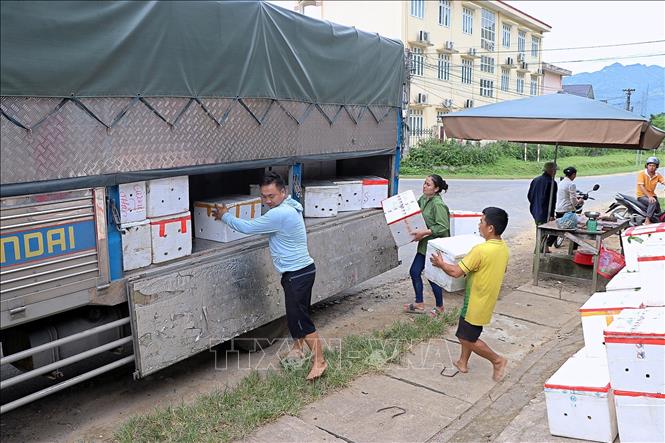 Vận chuyển nhãn lên các xe tải mang đi tiêu thụ. Ảnh: Thanh Hải - TTXVN