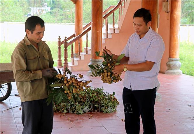 Cán bộ Hợp tác xã dịch vụ nông nghiệp Sơn Thủy kiểm tra chất lượng quả nhãn. Ảnh: Thanh Hải - TTXVN  