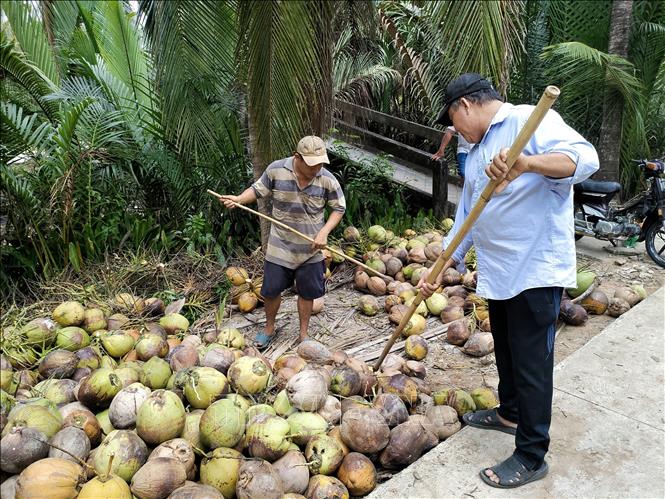 Harvesting coconuts in the Mekong Delta province of Ben Tre. VNA Photo