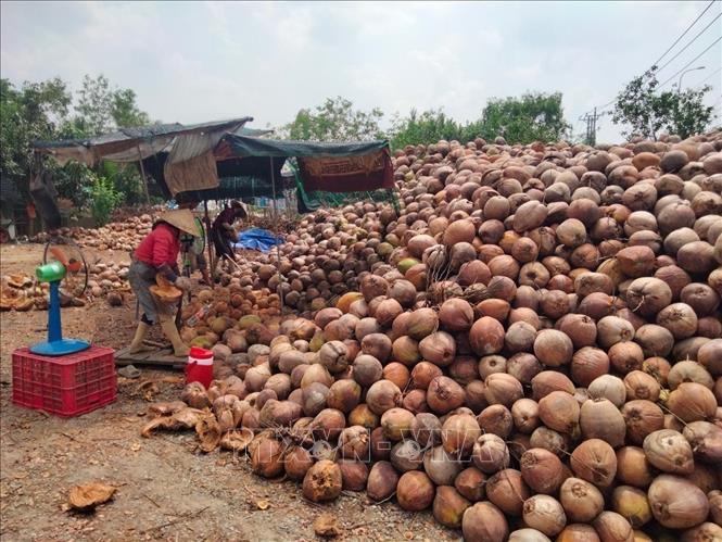Harvesting coconuts in the Mekong Delta province of Ben Tre. VNA Photo