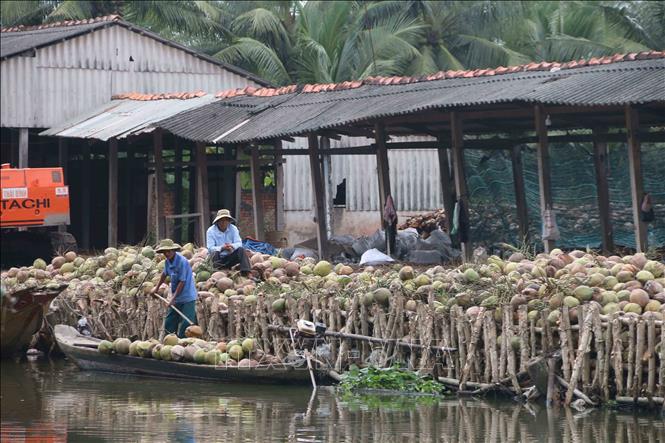 Collecting coconuts in the Mekong Delta province of Tra Vinh. VNA Photo